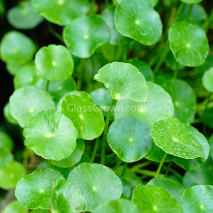Brazilian Pennywort