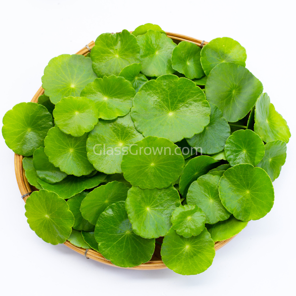 Brazilian Pennywort
