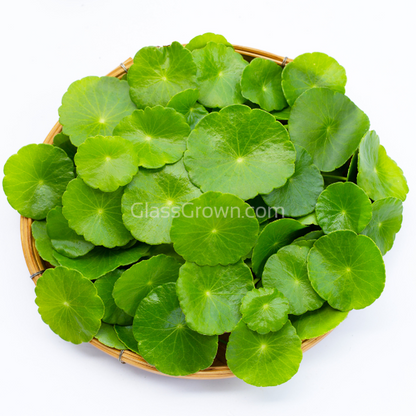 Brazilian Pennywort