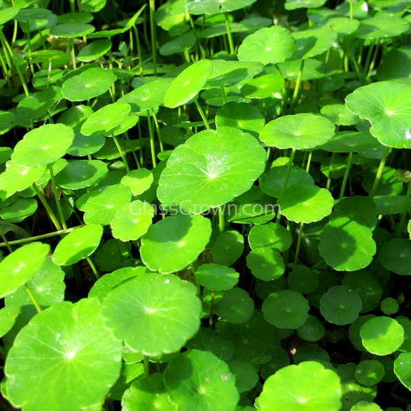 Brazilian Pennywort