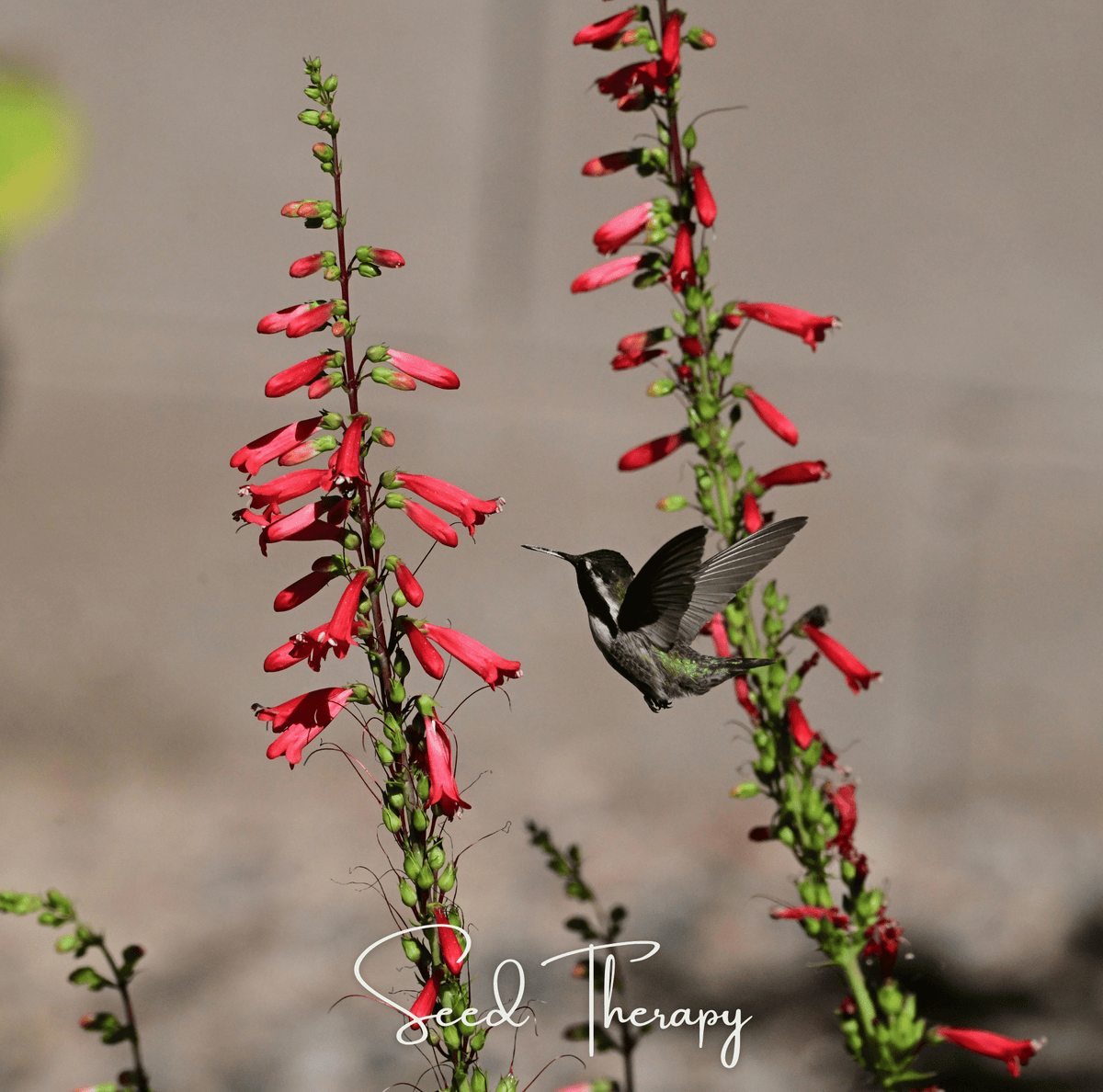 Firecracker Penstemon Seeds | Scarlet-Red Tubular Flowers | Native Perennial | Eaton's Beardtongue | Drought-Tolerant, Hummingbird Magnet