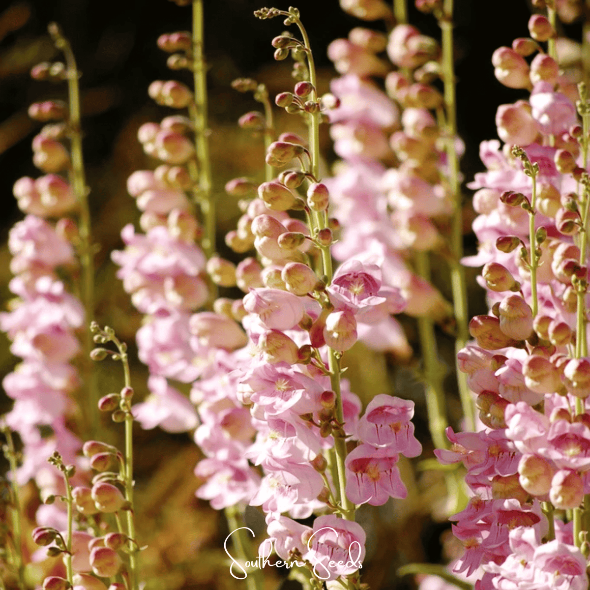 Palmer Penstemon Seeds - Pink Fragrant Snapdragon-Like Flowers, Drought Tolerant Perennial, Native Wildflower, Native Bee & Hummingbird Attractant