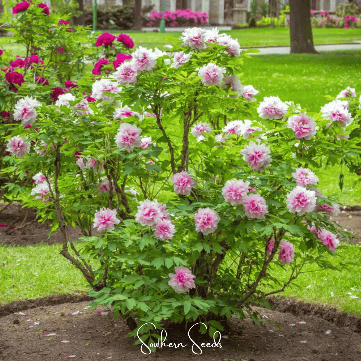 Moutan Tree Peony Seeds | Heirloom, Perennial Shrub | Paeonia suffruticosa | Large Flowers, Garden, Landscape