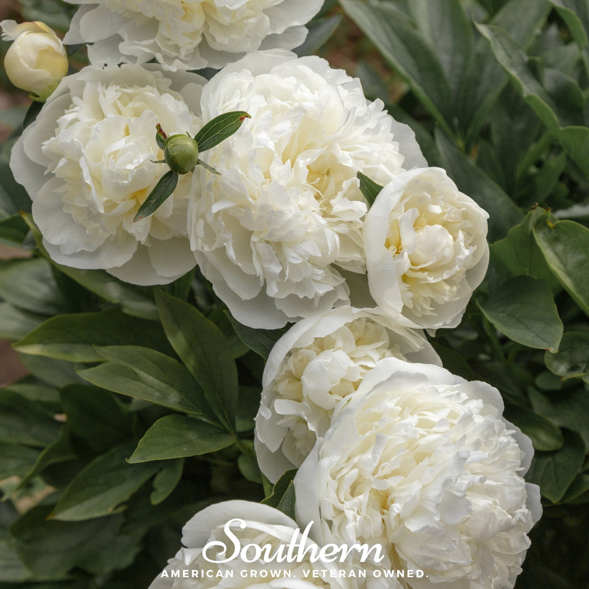 Cream Peony Poppy Seeds, Heirloom, Double White Flowers, Papaver somniferum, Dried Seed Pods, Annual Garden Flower