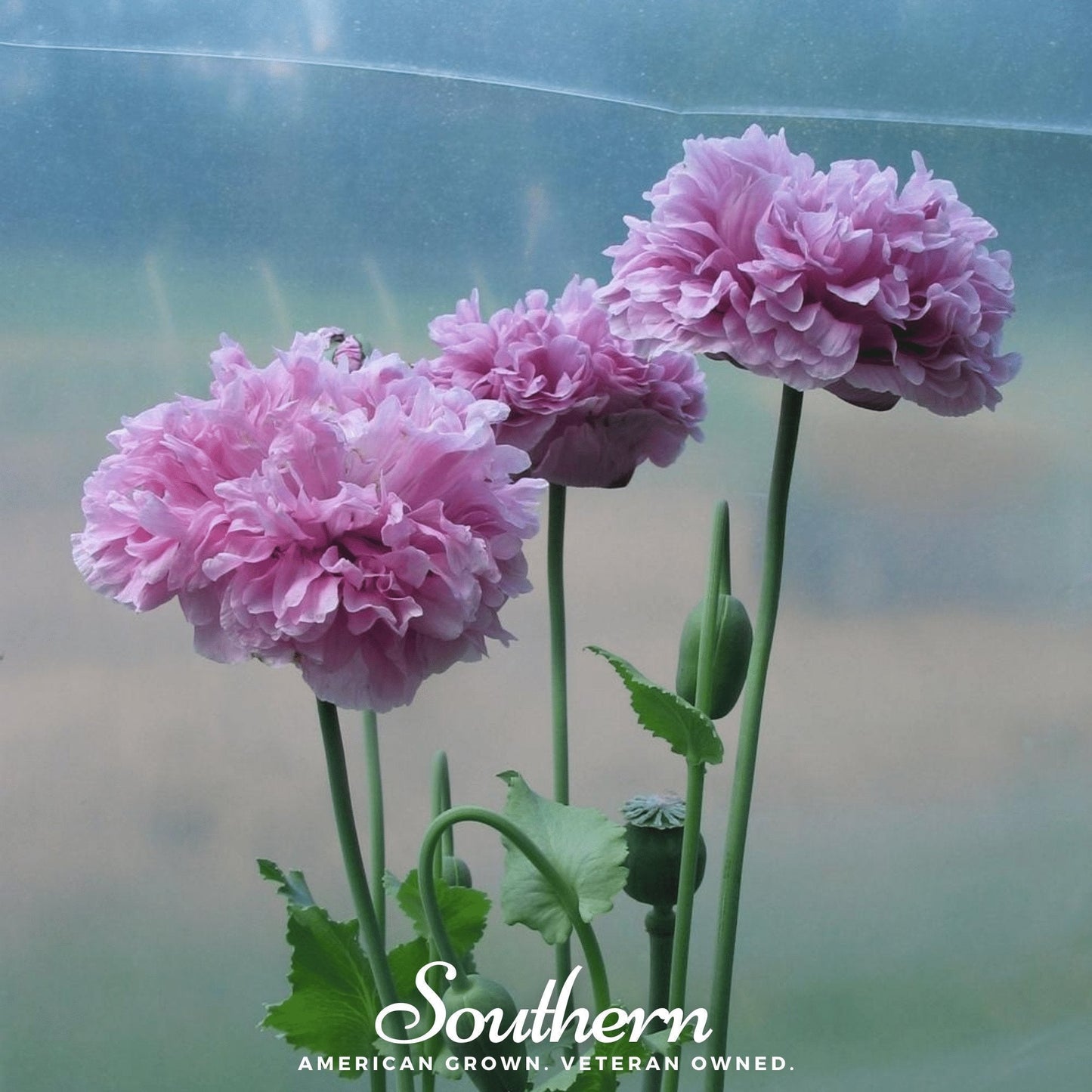 Purple Peony Poppy Seeds – Heirloom, Double Blooms, Deep Purple, Papaver somniferum, Annual Garden Flower