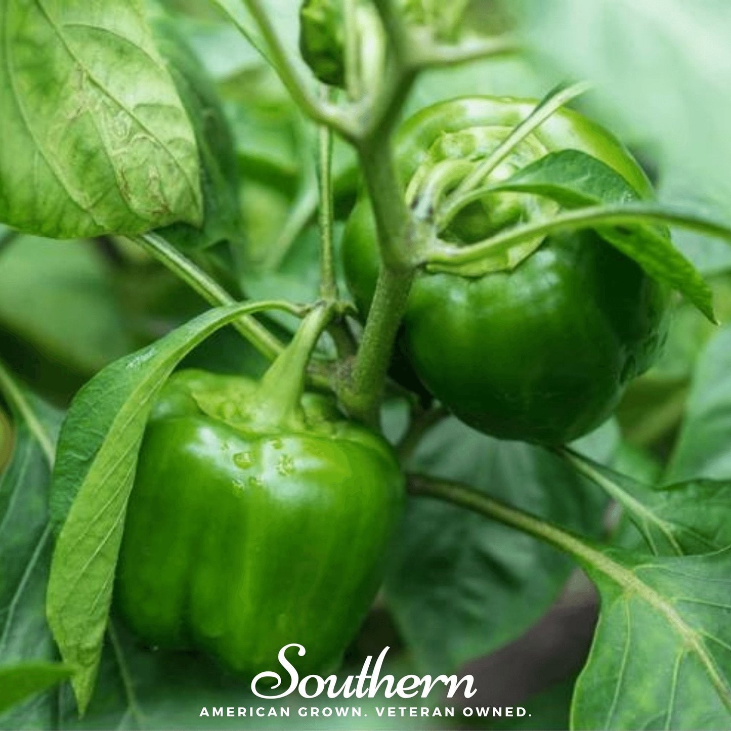 Organic Cal Wonder Sweet Bell Pepper Seeds – Heirloom, GMO-Free, Open Pollinated, American Grown, 30 Seeds