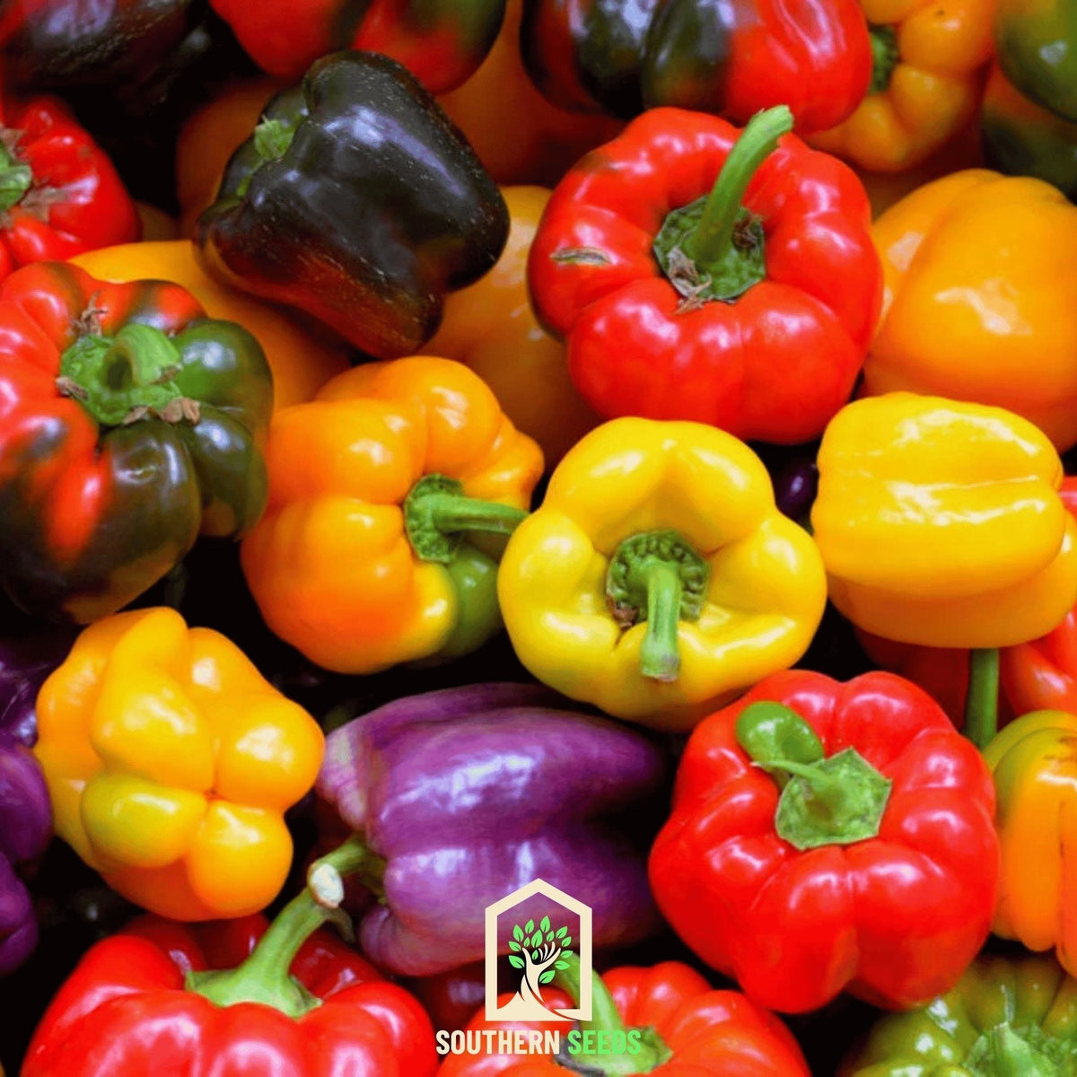 Rainbow Sweet Bell Pepper Seeds – Heirloom, Non-GMO, 25 Seeds, Vibrant Color Mix, Capsicum annuum, Crisp & Sweet