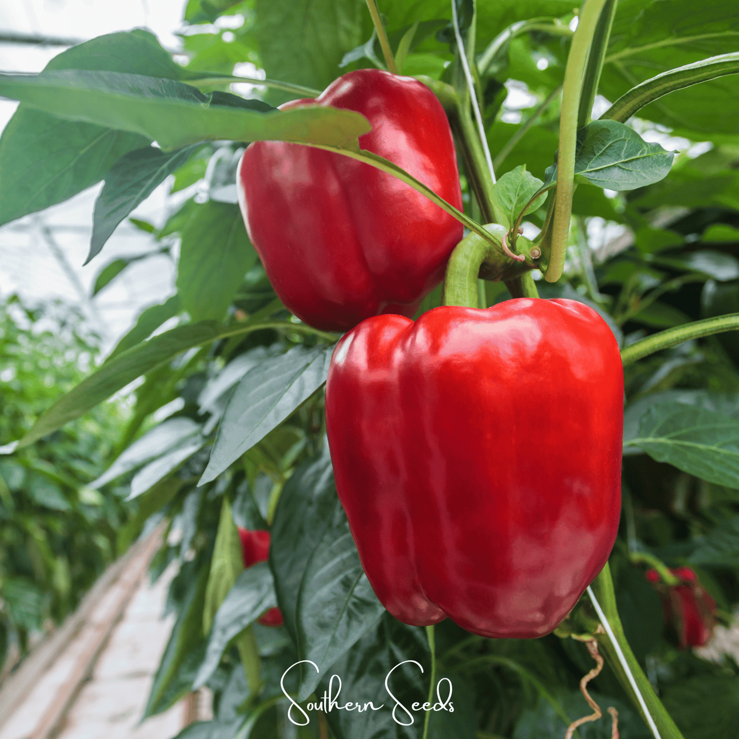 Yolo Wonder Bell Pepper Seeds – Heirloom, Open Pollinated, Non-GMO, 30 Seeds, Sweet, Large Blocky Peppers, Capsicum annuum