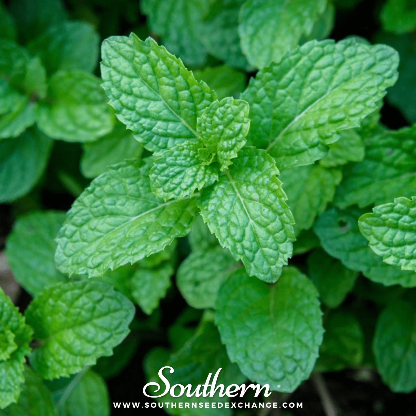 Peppermint Seeds – 100 Non-GMO Mentha piperita Herb for Tea & Cooking, Perennial, Easy to Grow