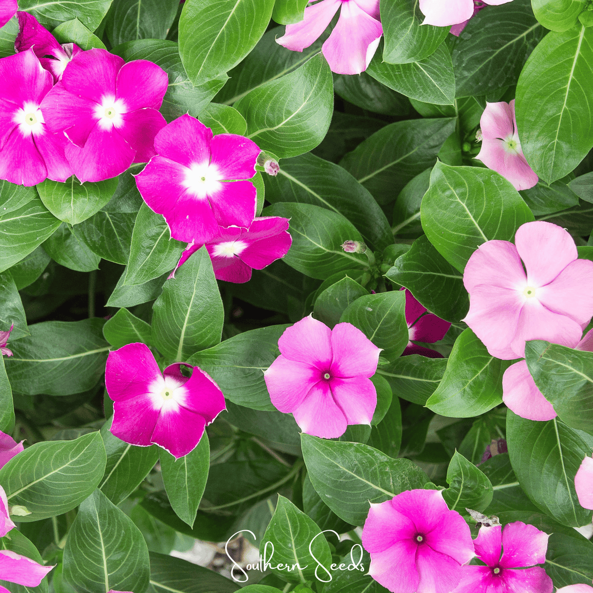 Periwinkle Mix Seeds, Vinca Groundcover, Heat & Drought Tolerant, Pink White Rose Flowers, Heirloom Catharanthus roseus