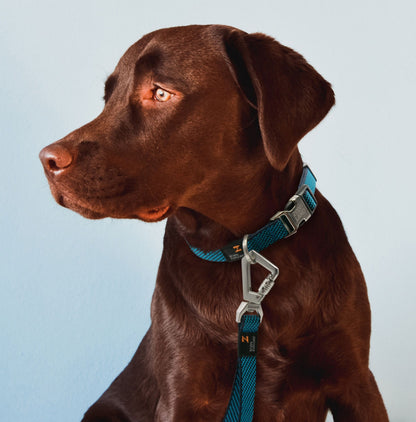 Pet Life ® 'Escapade' Outdoor Series 2-in-1 Convertible Dog Leash and Collar