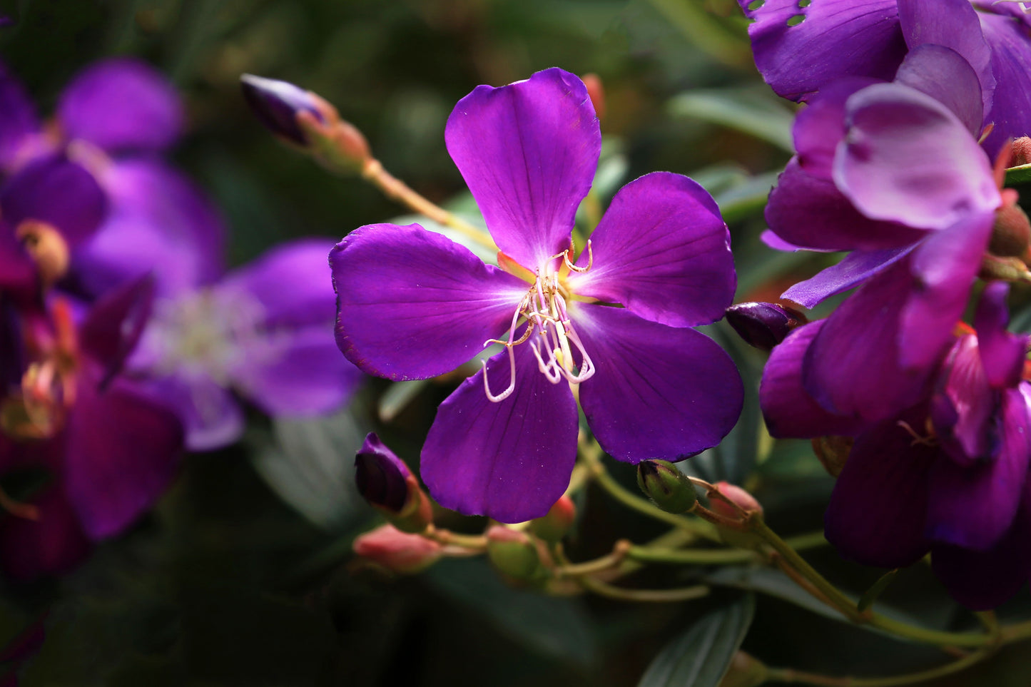 Ecuador Purple Princess Glory Bush Live Starter Plant – Tibouchina lepidota grandifolia