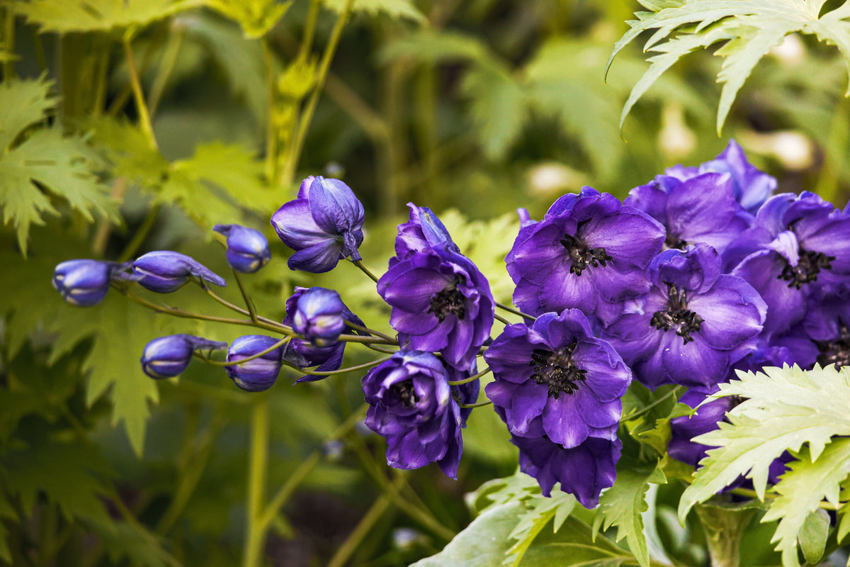 Blue Pygmy Delphinium Live Plant in 3.5-Inch Pot – Delphinium grandiflorum