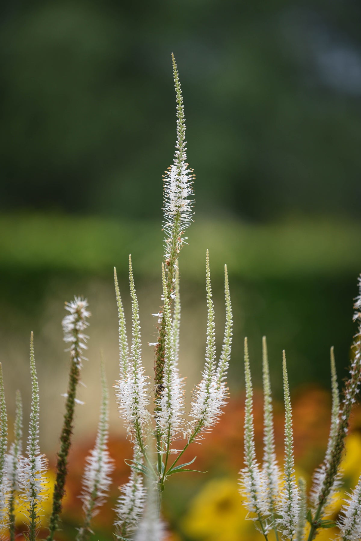 Culver's Root Live Starter Plant 4-8 Inches Tall - Veronicastrum virginicum Native Perennial
