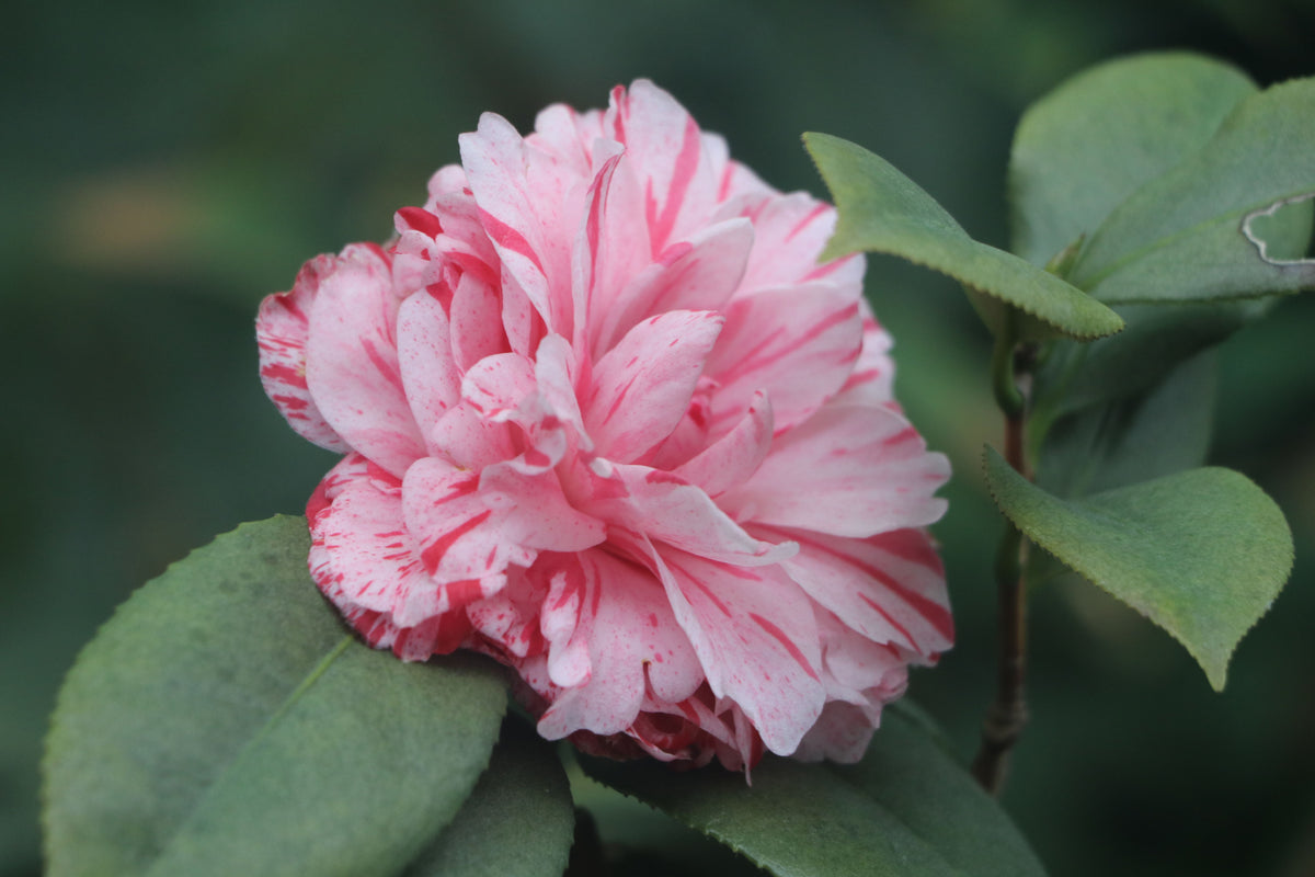 LA Peppermint Camellia Live Starter Plant - Camellia japonica Variegated Pink White Evergreen Shrub