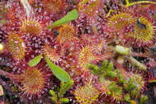 Big Pink Sundew Live Carnivorous Plant Bare Root – Drosera capensis