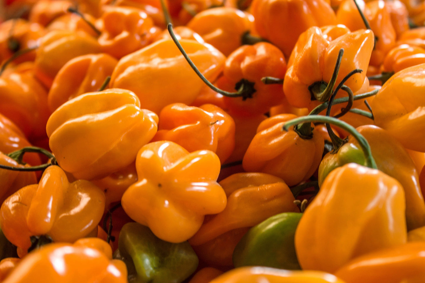Yellow Jamaican Scotch Bonnet Chili Live Plants (3 Pack) – Capsicum chinense