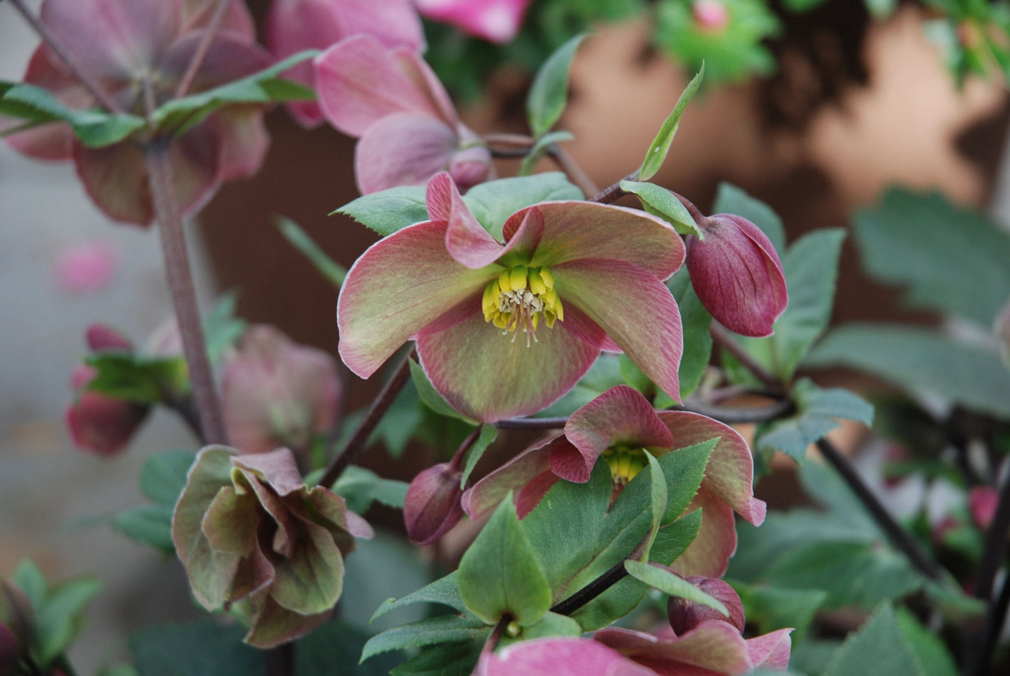 Sandy Shores Hellebore Live Plants | 2 One-Year-Old Rooted Perennials in Half Gallon Pots | Shade Garden, Woodland, Lenten Rose