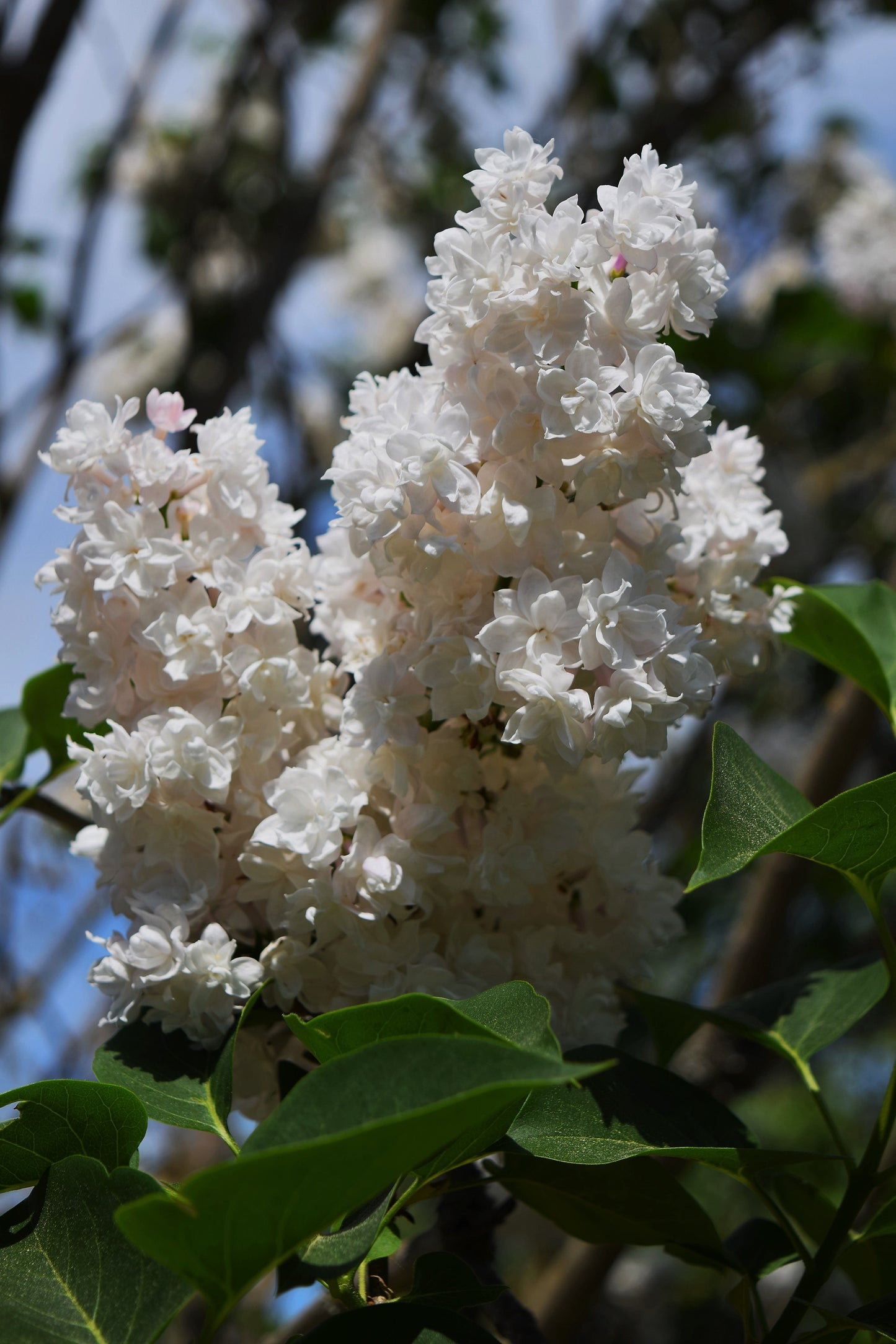 Betsy Ross White Lilac Live Plant 3.5 Inch Pot - Syringa vulgaris Shrub