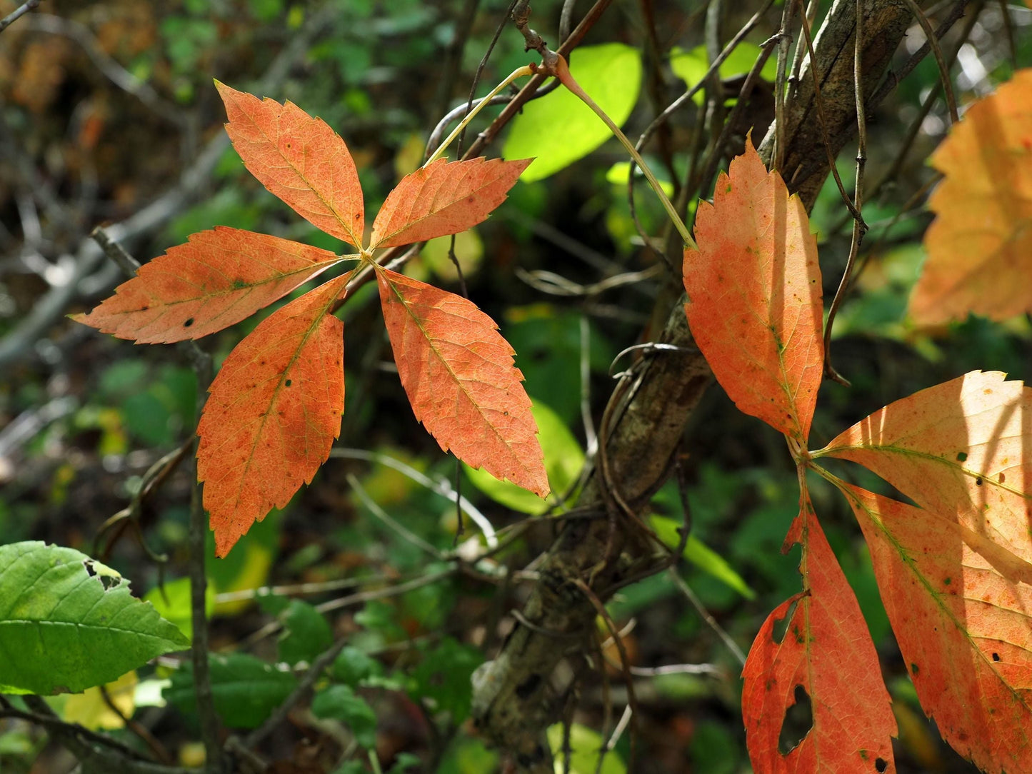 10 Virginia Creeper Bare Roots for Transplanting – Parthenocissus quinquefolia Native Climbing Vine