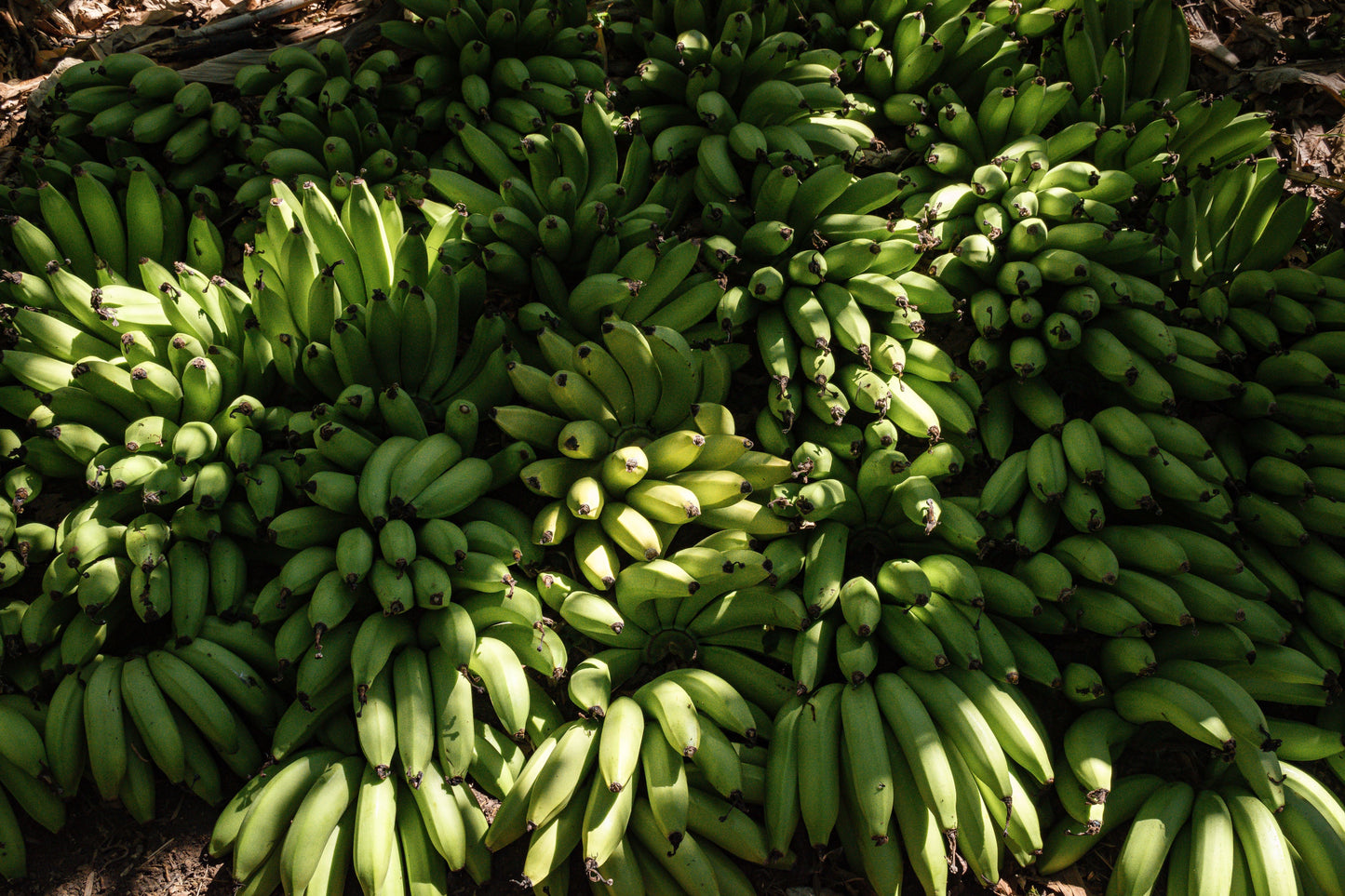 Live Tropical Banana Plant in Gallon Pot | Musa 'Grand Nain' Fruit Bearing Tree