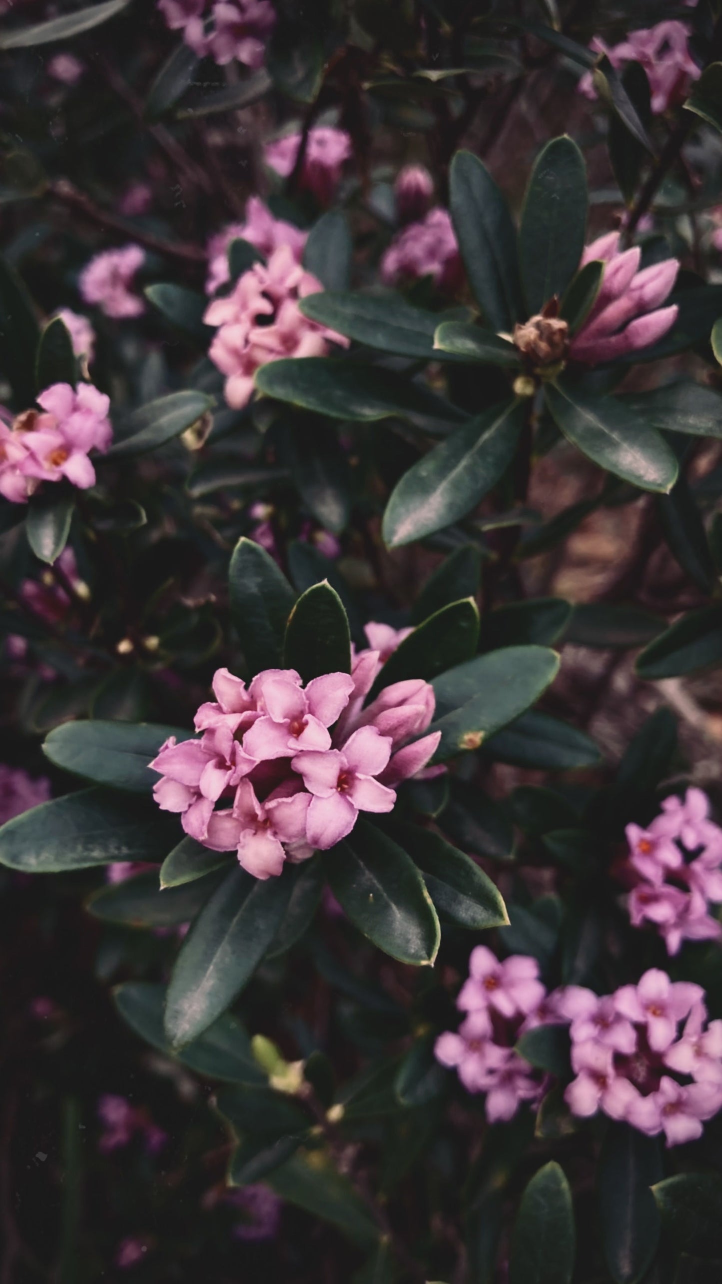 Daphne Odora Variegata Unrooted Cutting 6 Inch – Fragrant Pink Daphne Plant