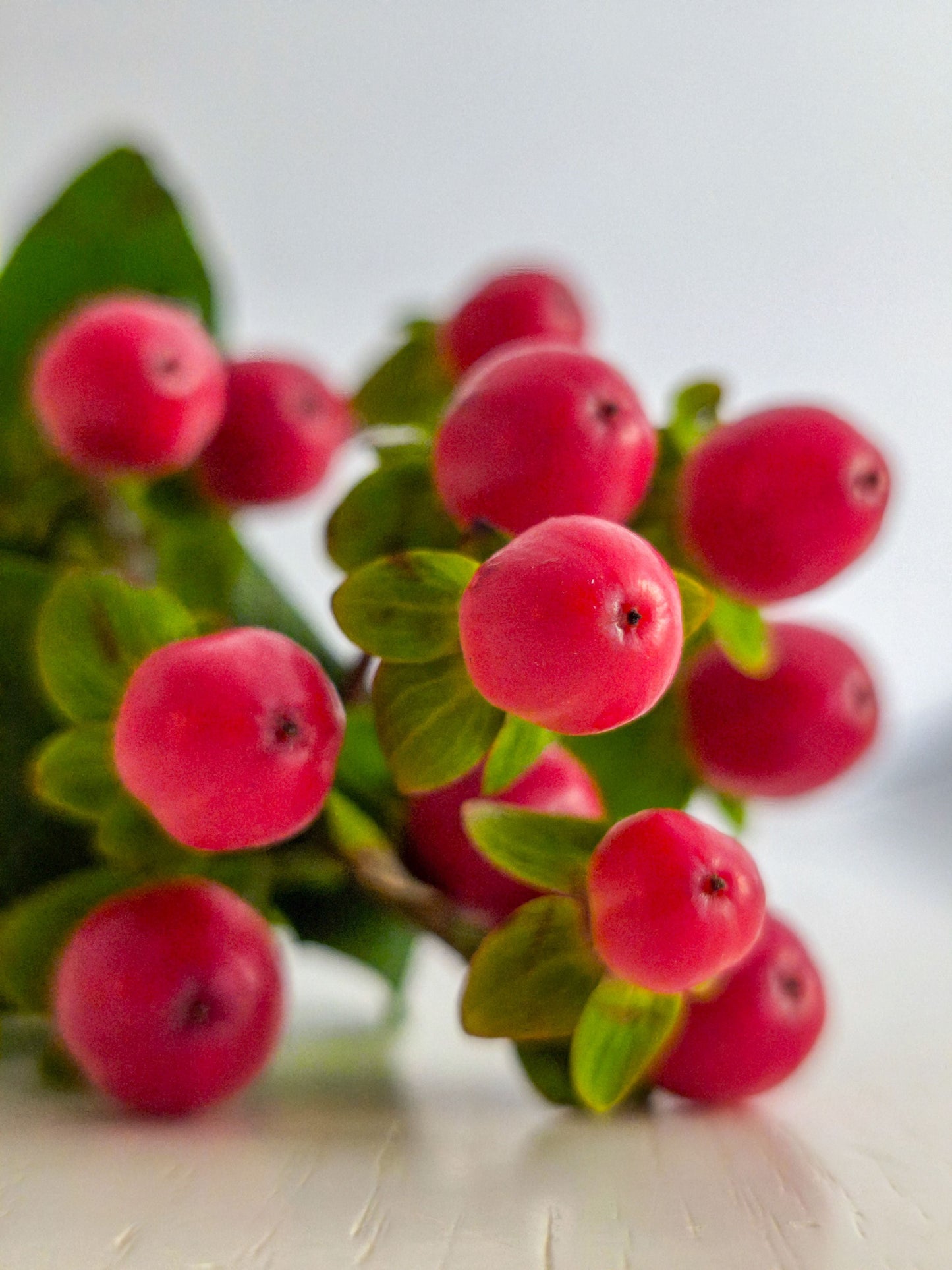 Proud Berry Coral Berry Live Plant 4 Inch Pot Symphoricarpos Hardy Zones 3-7
