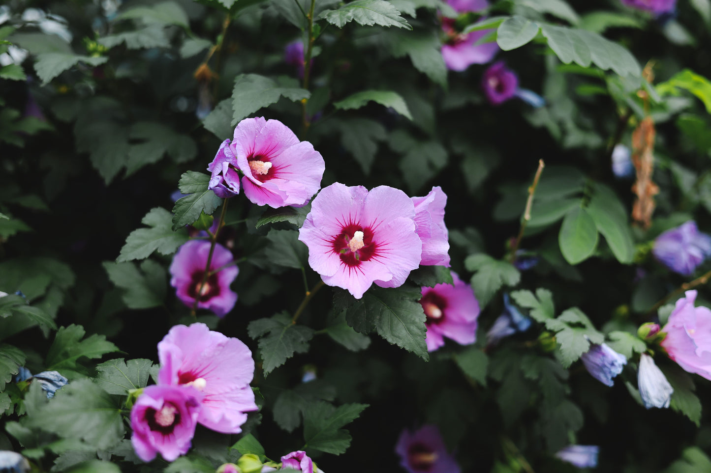 9 Rose of Sharon Hibiscus Live Plants with Roots – 1 Foot Starter Shrubs