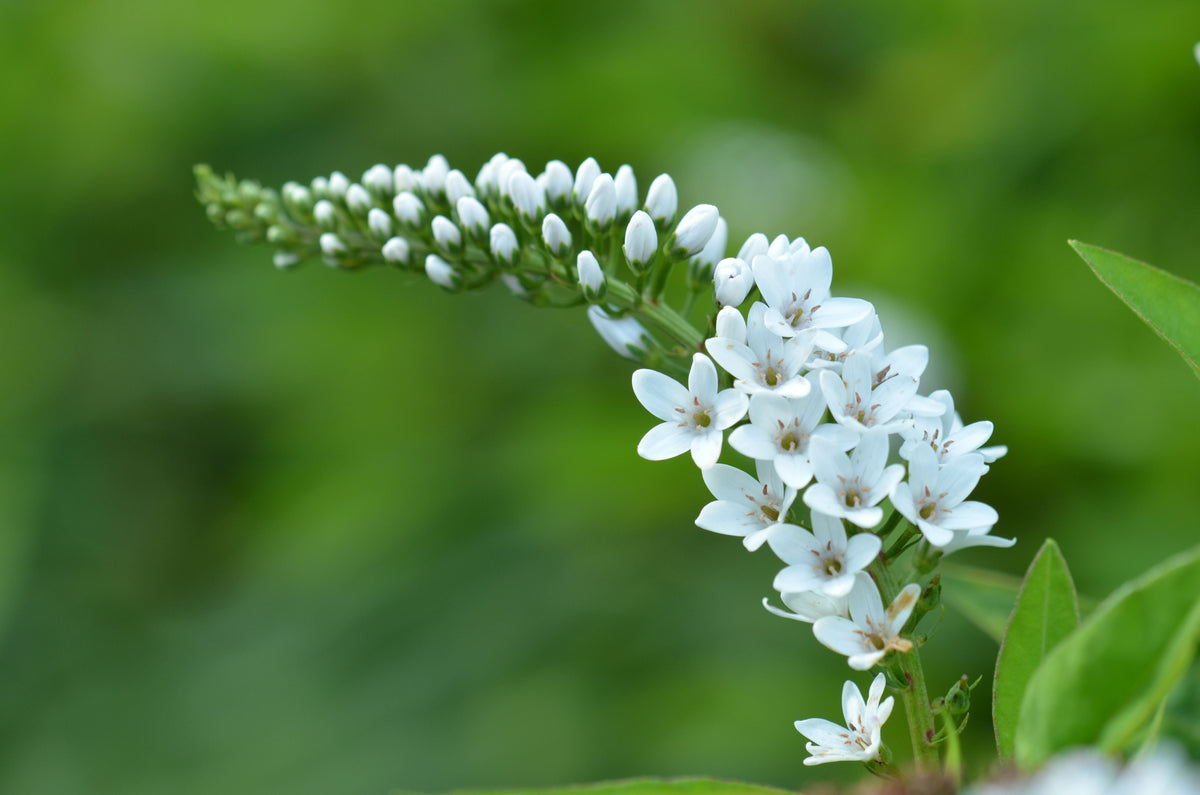 Gooseneck Loosestrife Bare Root Plants Set of 25 - White Flower Perennial Lysimachia clethroides