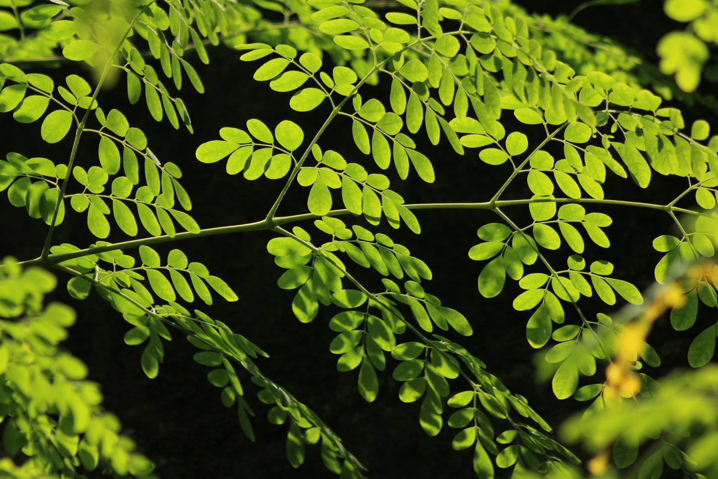 Live Moringa Oleifera Tree of Life Starter Plant – 8 Inch Rooted Tropical Food Forest Plant