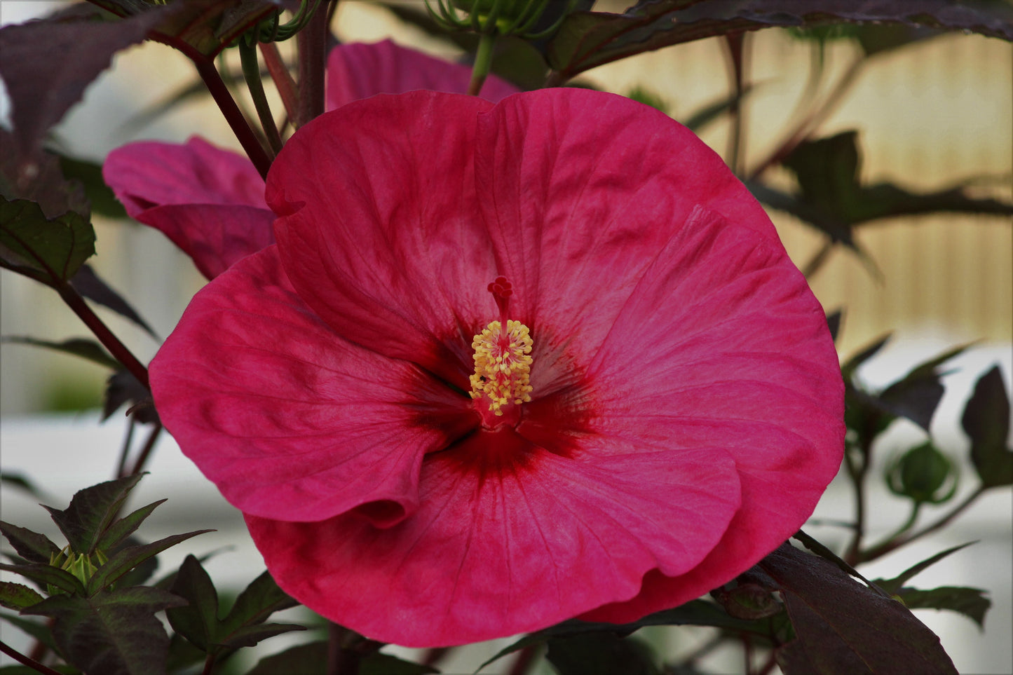 Garnet Globes Hardy Bush Hibiscus Live Plant in 2.5 Inch Pot | Hibiscus moscheutos