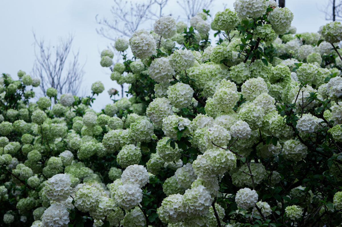 Chinese Snowball Viburnum Live Plant - 3.5 Inch Pot - White Flowering Shrub