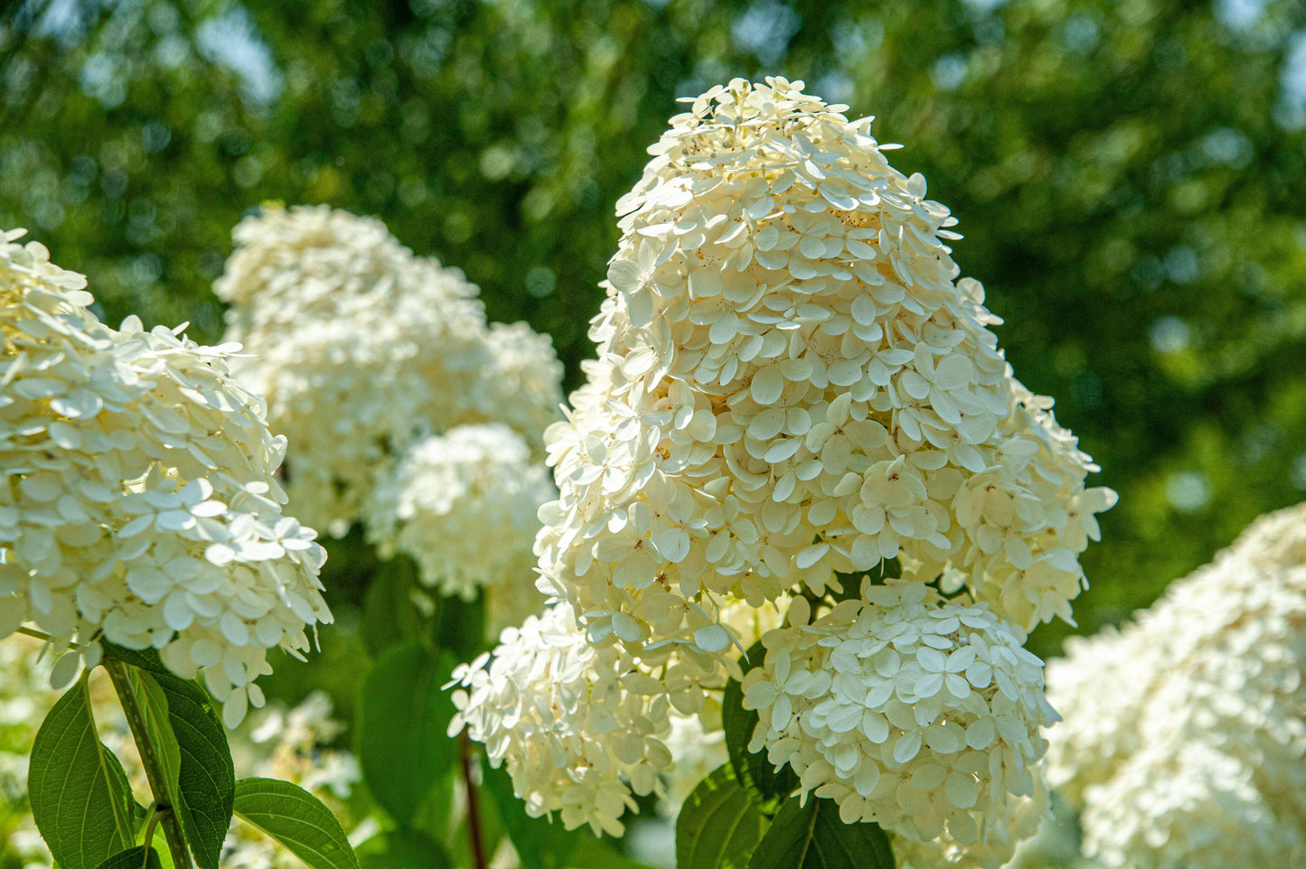 PeeGee Hydrangea Live Plants – 2 Rooted Starters in 1 Qt Pots, White Flower Shrubs, Hydrangea paniculata 'Grandiflora'