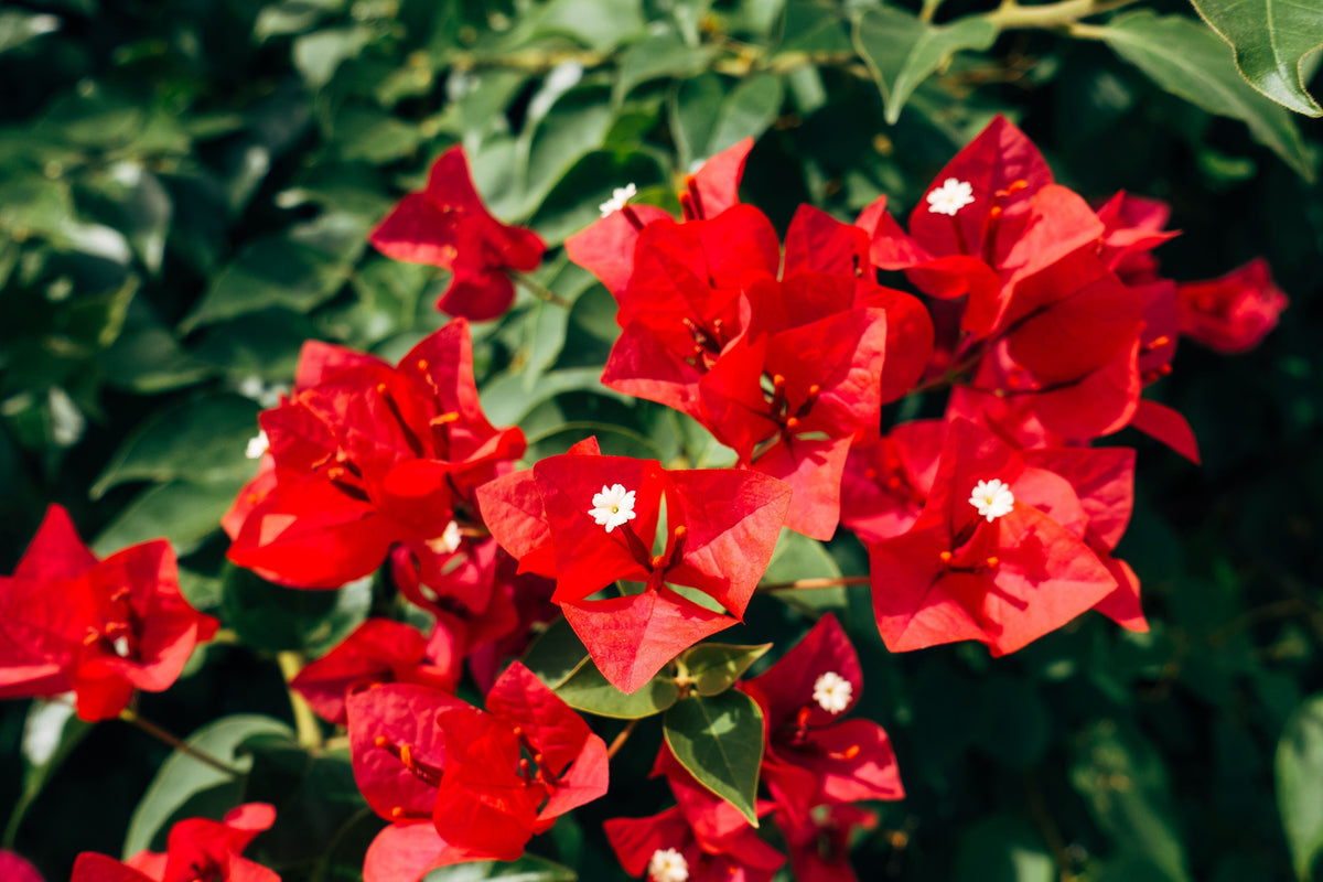 San Diego Red Bougainvillea Live Starter Plant – Well Rooted Plug for Tropical Gardens