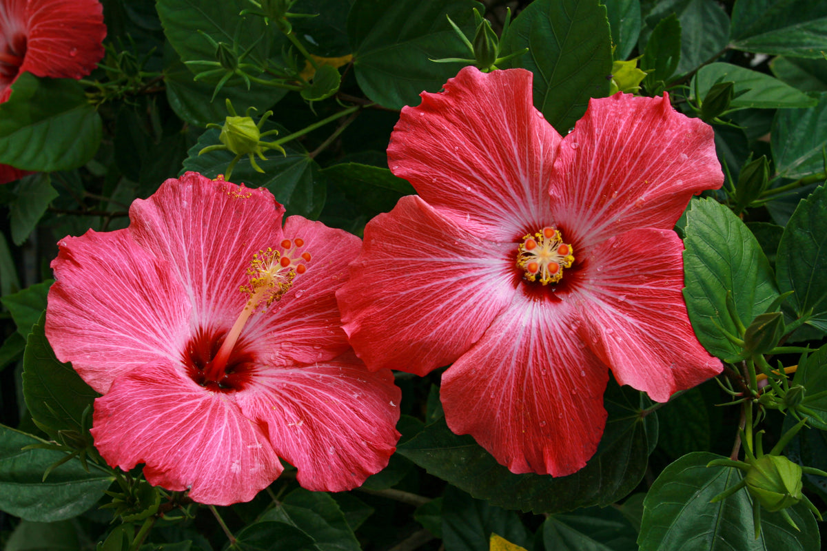 Madagascar Hibiscus Live Starter Plant – Hibiscus moscheutos – 3–5 Inch Rooted Plant