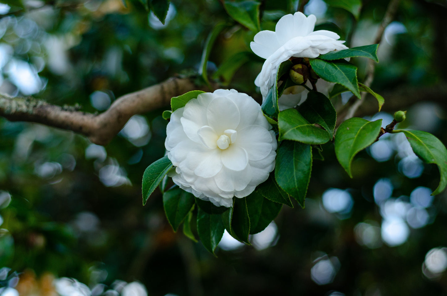 Miss Biloxi Camellia Live Starter Plant – Camellia japonica – Well-Rooted Evergreen Shrub in Nursery Pot