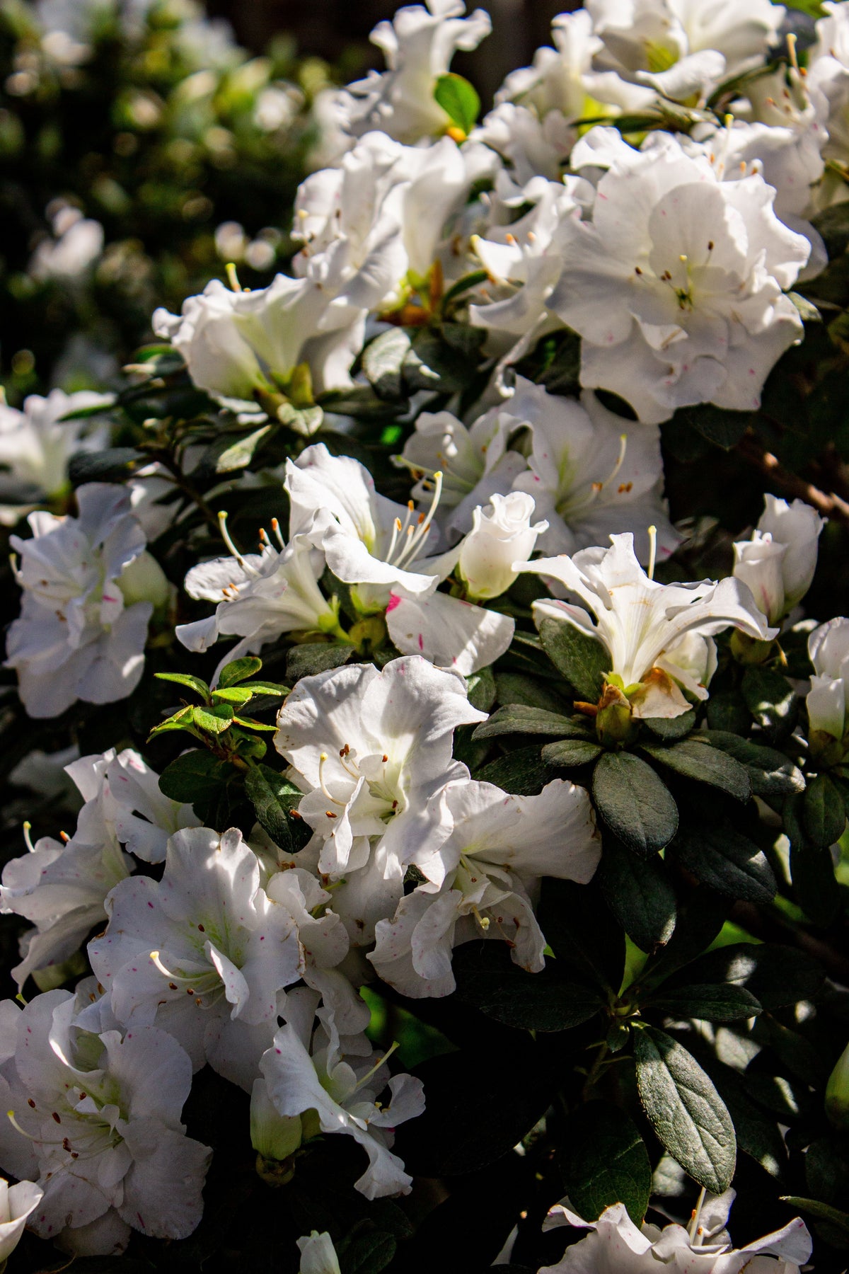 White Gumpo Dwarf Azalea Starter Plant – Evergreen Rhododendron Hybrid with White Blooms