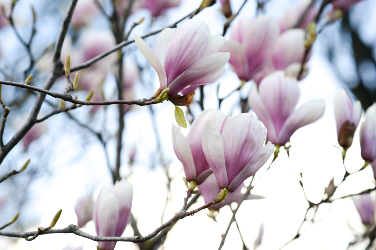 Saucer Magnolia Live Plant in 1 Gallon Pot – Magnolia × soulangeana