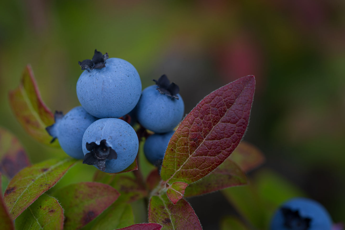 2 Blueray Blueberry Live Plants – Fruit Bearing Vaccinium corymbosum Seedlings
