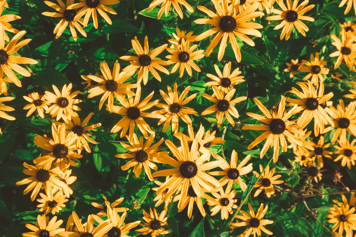 Goldblitz Black Eyed Susan Live Plants – 3 Rooted Perennial Starters in 1 Qt Pots, Rudbeckia fulgida, Bright Yellow Flowers
