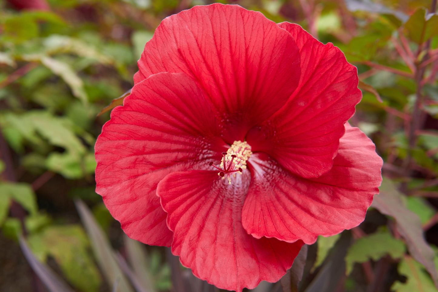 Midnight Marvel Hardy Hibiscus Live Plant - 2.5 Inch Pot, Red Flowers, Hardy Perennial