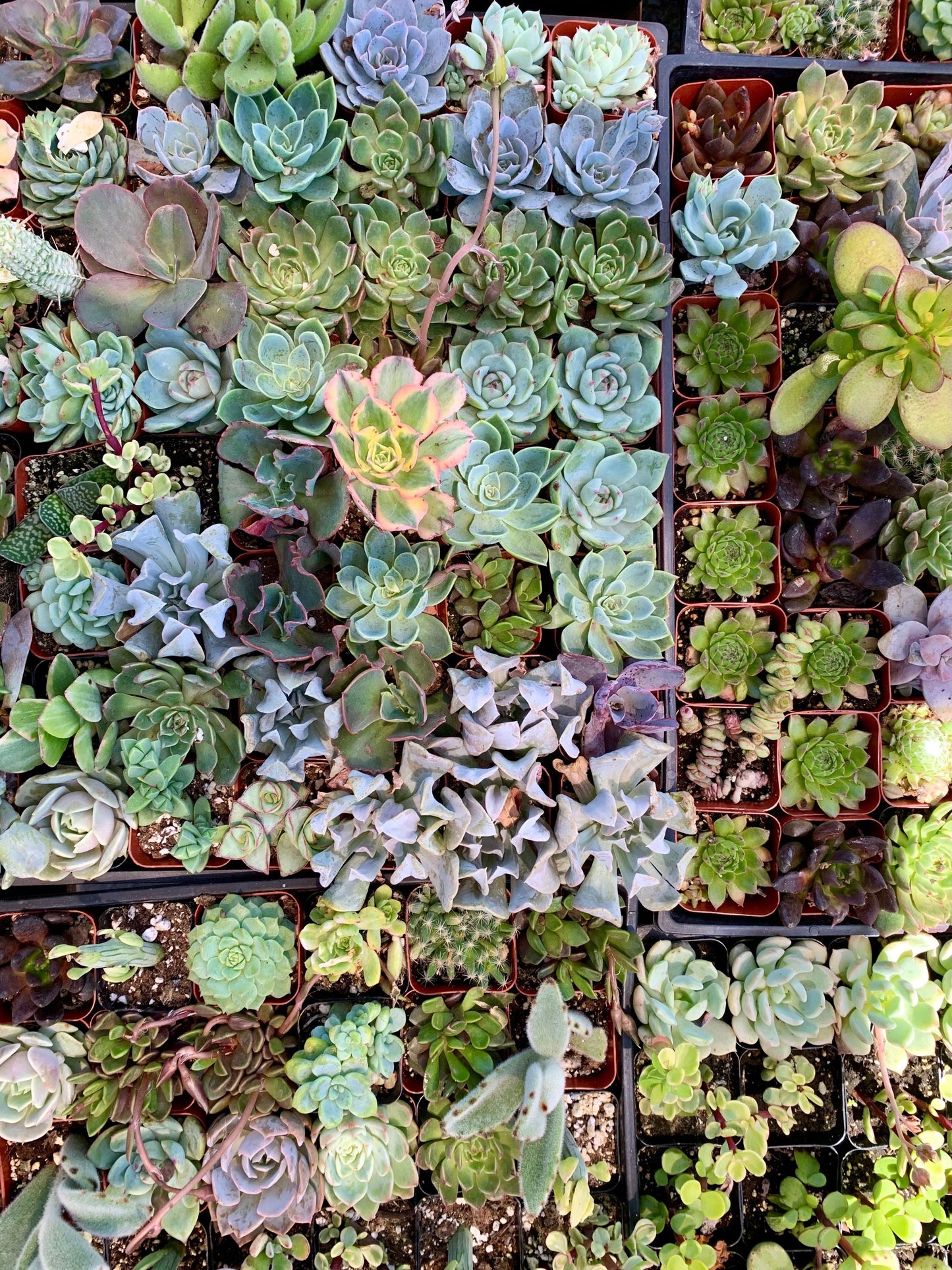 25 Mixed Succulent Unrooted Cuttings 1-2 Inches - Assorted Rosette Succulents