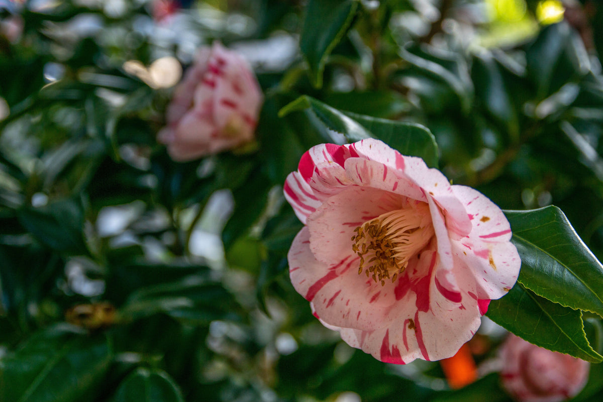 La Peppermint Camellia Japonica Live Starter Plant – Bicolor Pink White Evergreen Shrub