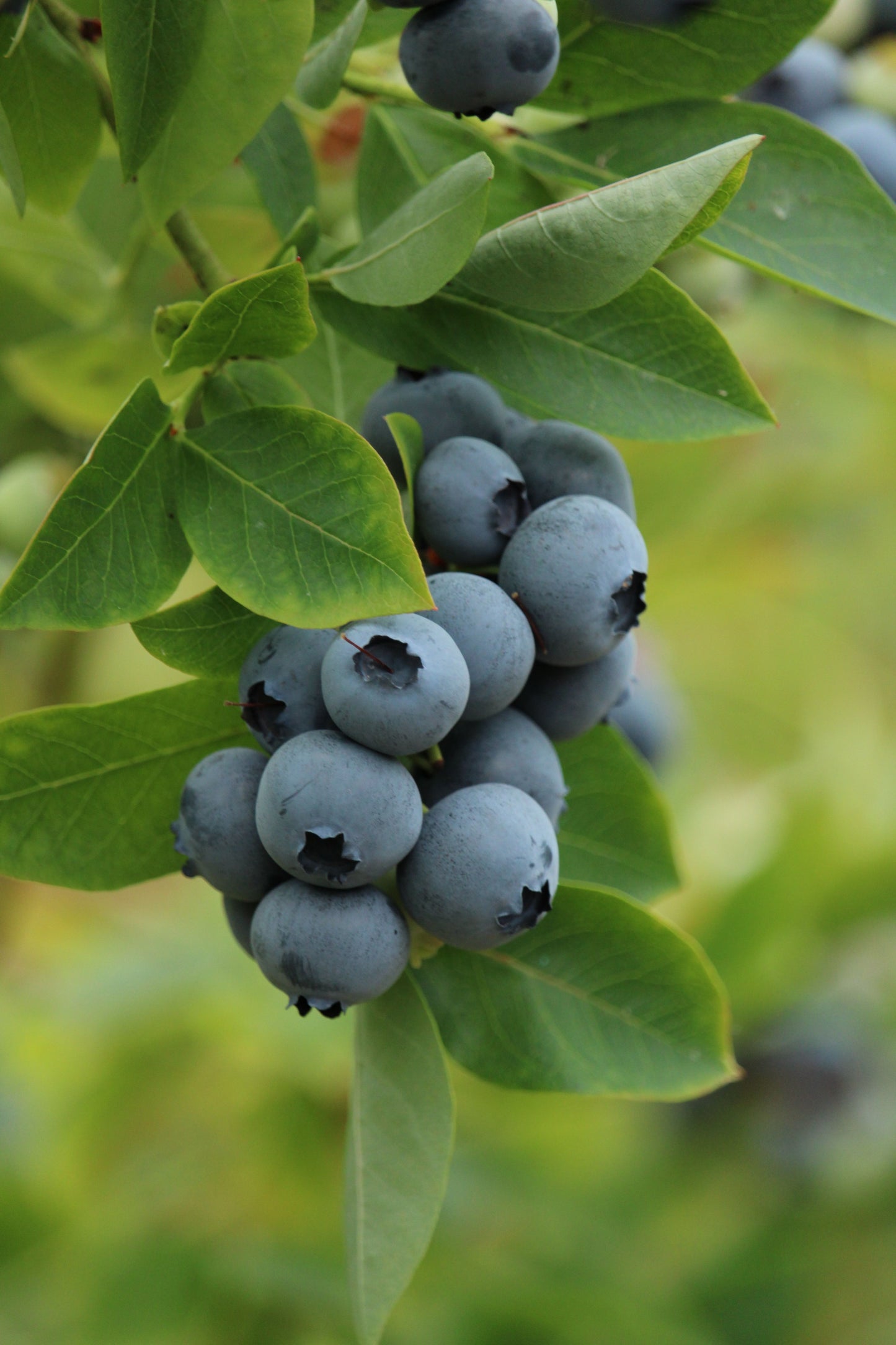 Legacy Blueberry Live Plant – 18-24 Inch Vaccinium corymbosum 'Legacy' Fruit Bearing Shrub