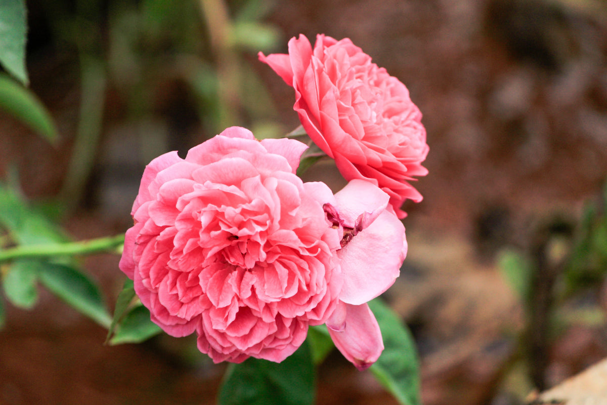 AUSap English Rose Live Plant – Own Root Rose in 6 Inch Deep Pot