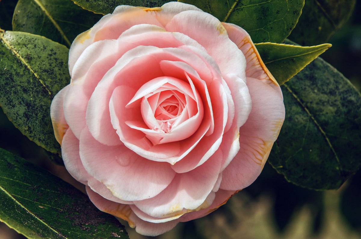 Leslie Ann Camellia Japonica Live Starter Plant – Well-Rooted in Nursery Pot