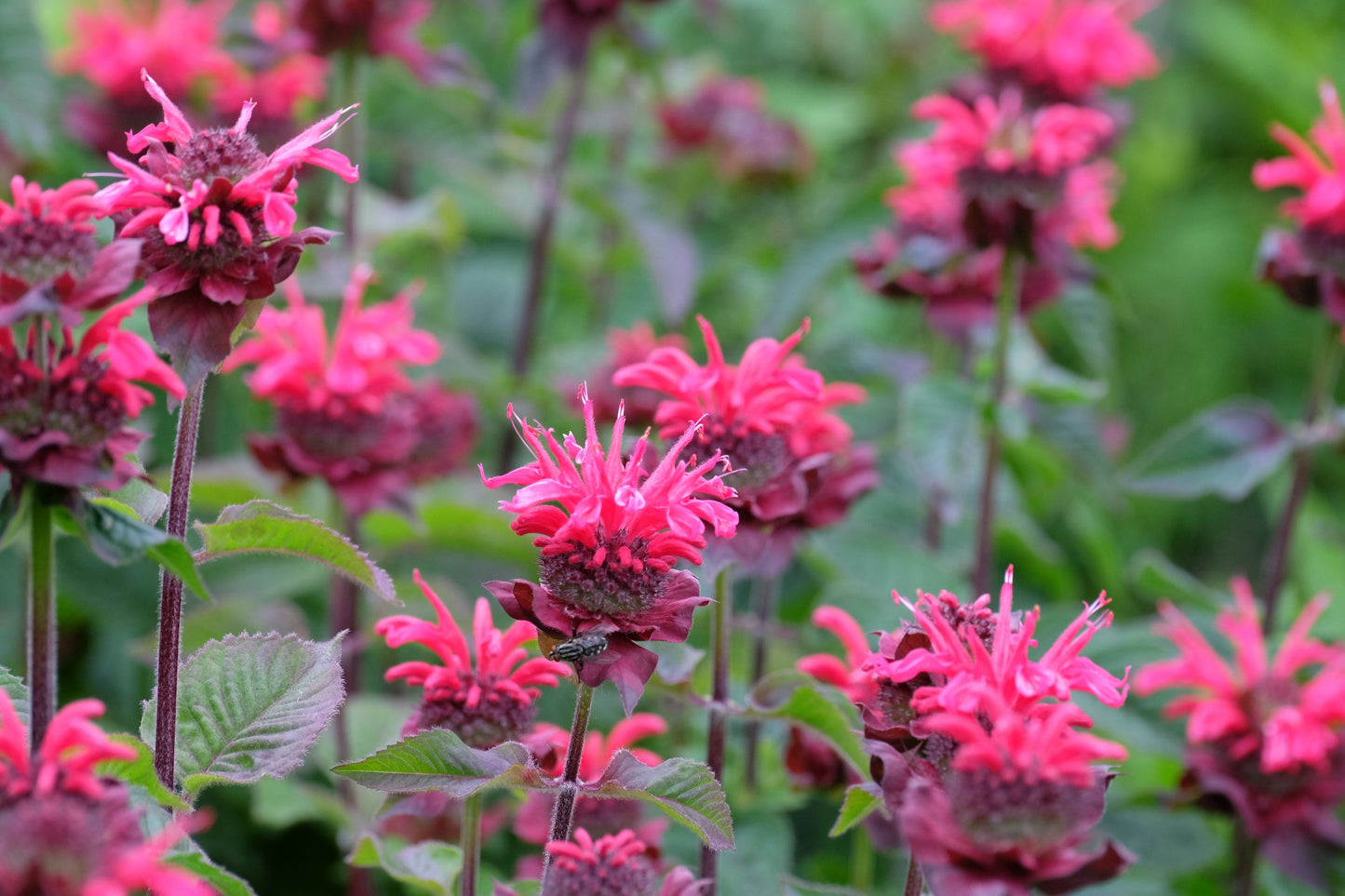 Bee You Bee Free Bee Balm Live Plants, 3 Rooted Starters in 1 Qt Pots, Monarda Didyma Perennial Flower