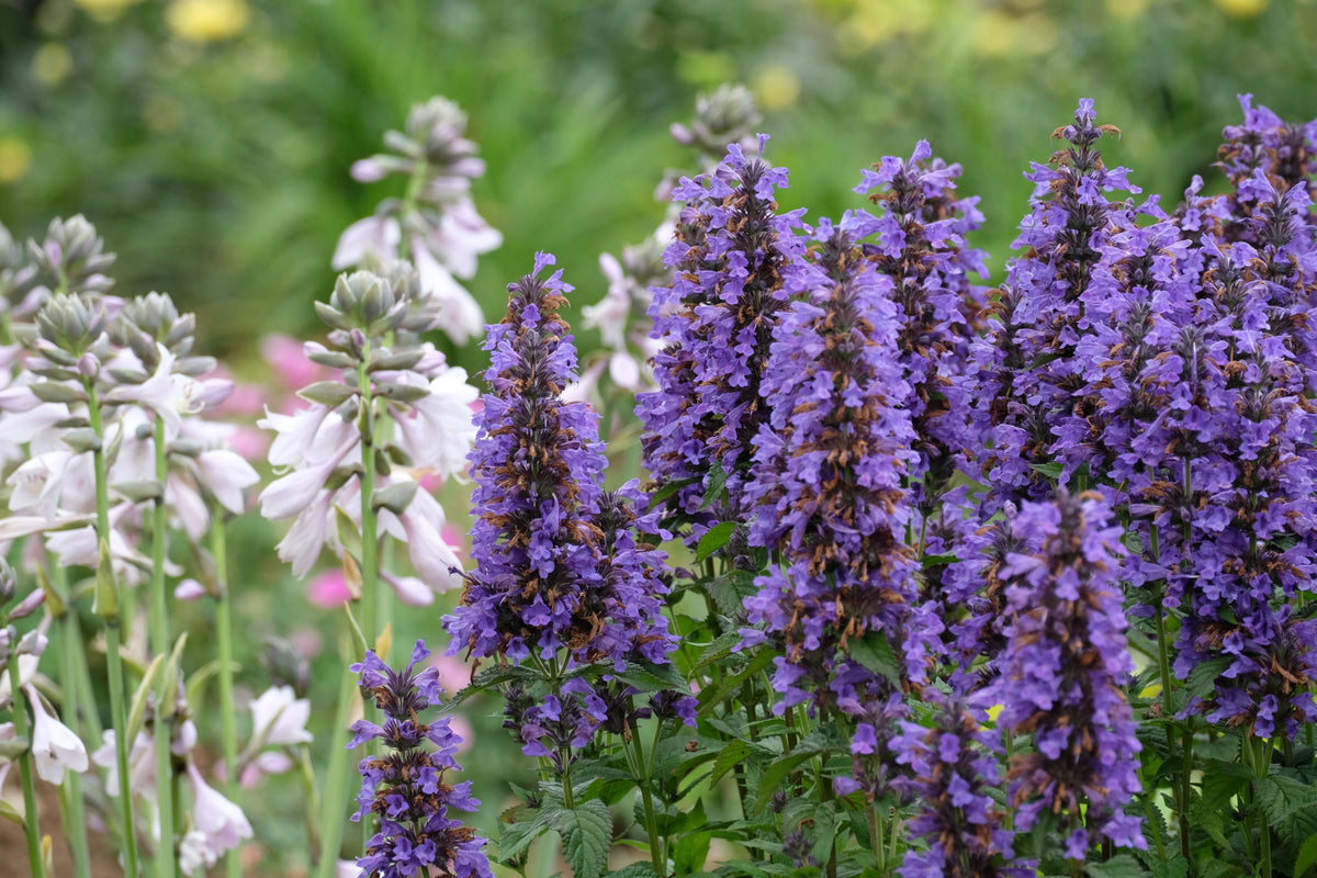 Blue Fortune Agastache Live Plants – 3 Rooted Starters in 1 Qt Pots, Lavender Blue Flowers, Perennial, Agastache 'Blue Fortune'