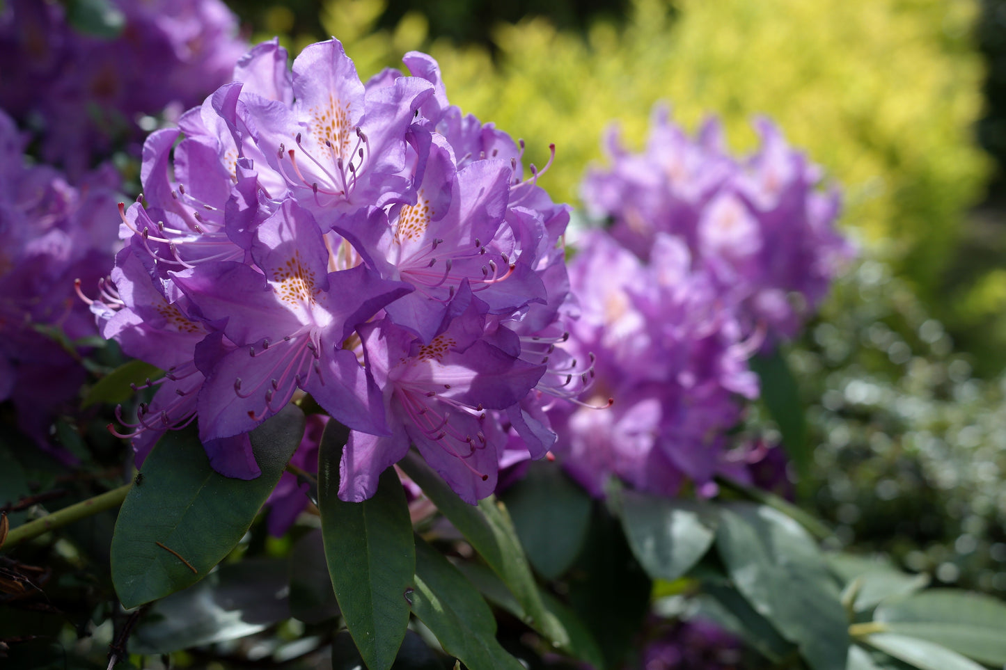 Blue Baron Rhododendron Starter Plant – Evergreen Rhododendron Shrub for Shade Gardens