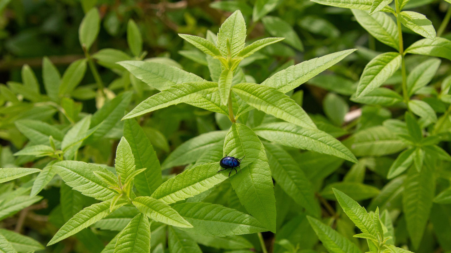 Organic Lemon Verbena Live Starter Plant in 2.5 x 3.5 Inch Pot – Aloysia citrodora